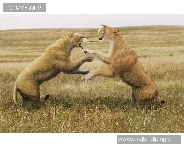 黎巴嫩与澳大利亚激战正酣谁将赢得这场精彩对决